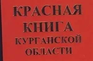 Книга курганская область
