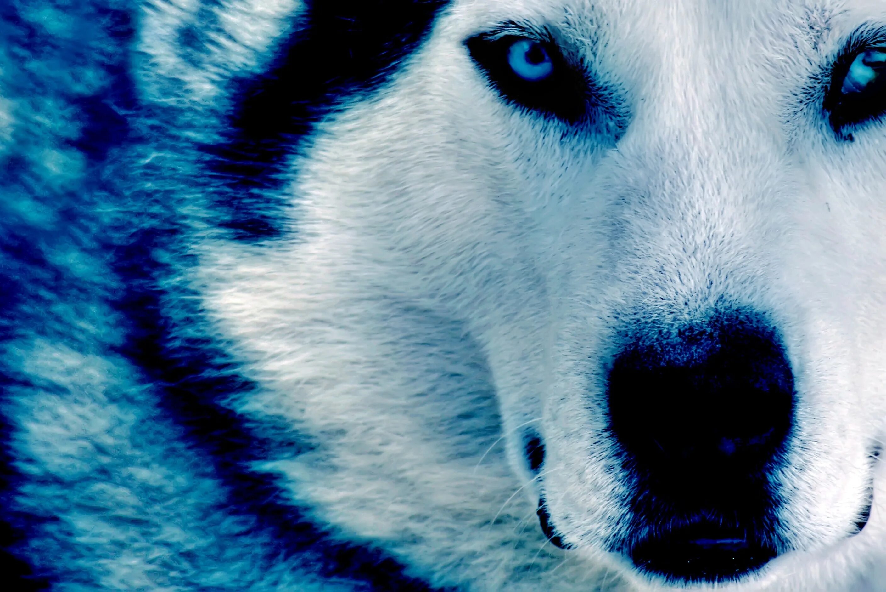 Глаза голубой собаки читать. Синий волк. Волк обои. Красивый волк. Хаски.
