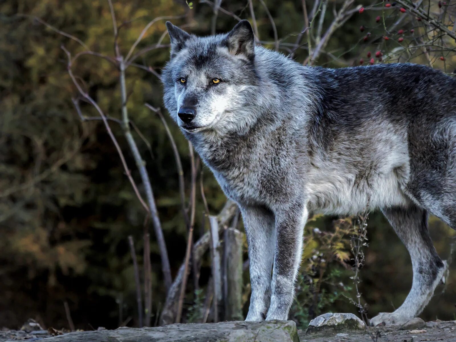 Grey wolf