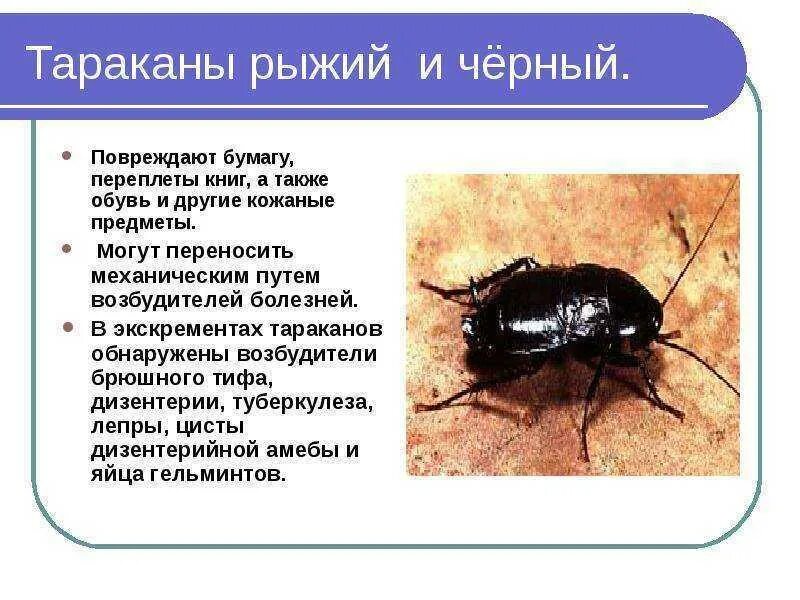 Значение в природе таракановых