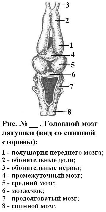 Отделы головного мозга лягушки. Строение головного мозга лягушки. отделы головного мозга земноводного.