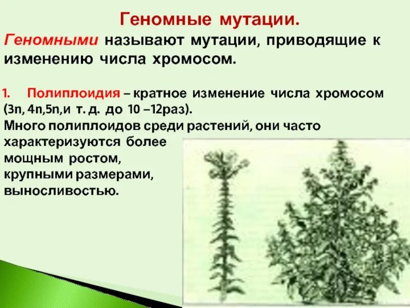 5 геномных мутаций. 5 геномных мутаций
