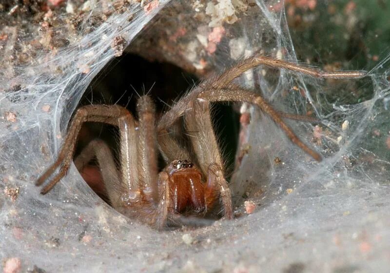 Паук без установки. Домовый воронковый паук. Домовый паук Tegenaria domestica. Лабиринтовый паук. Воронковые пауки кокон.