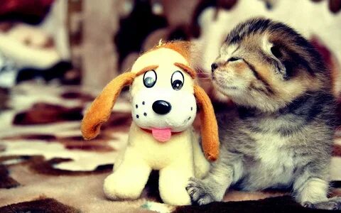Включи про кота и собаку