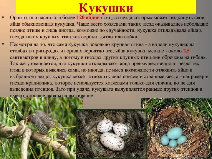 Почему кукушка кукует