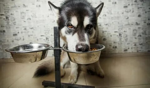 Выбрать миску