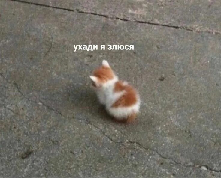 The small cat
