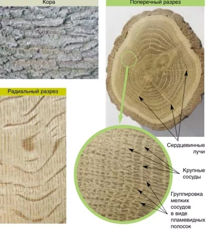 Строение сердцевинных лучей древесины. Поперечный срез кедра. Поперечный срез древесины кедра. Поперечный разрез древесины дуба.