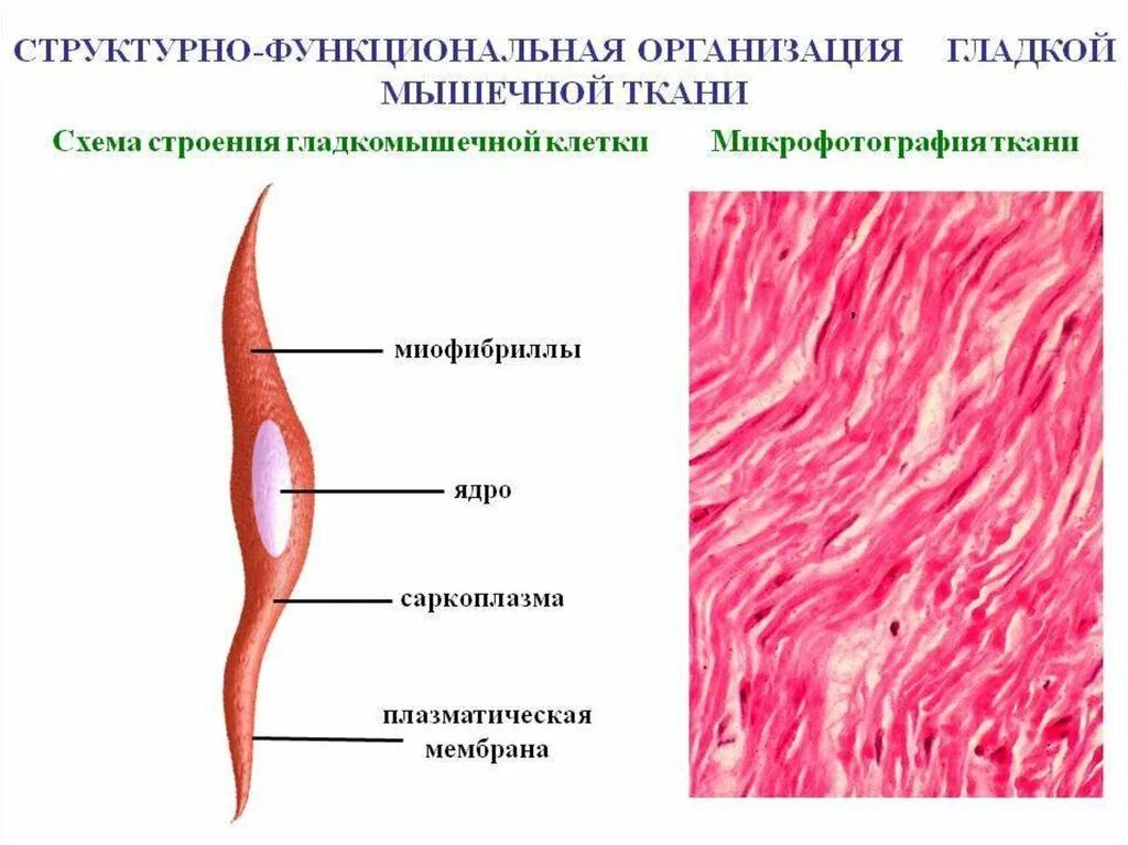 Мышечная клетка строение функции. Схема строения гладкой мышечной ткани. строение гладкой мышечной ткани рисунок. одноядерные клетки мышечной ткани. анатомия строение гладкой мышечной ткани.