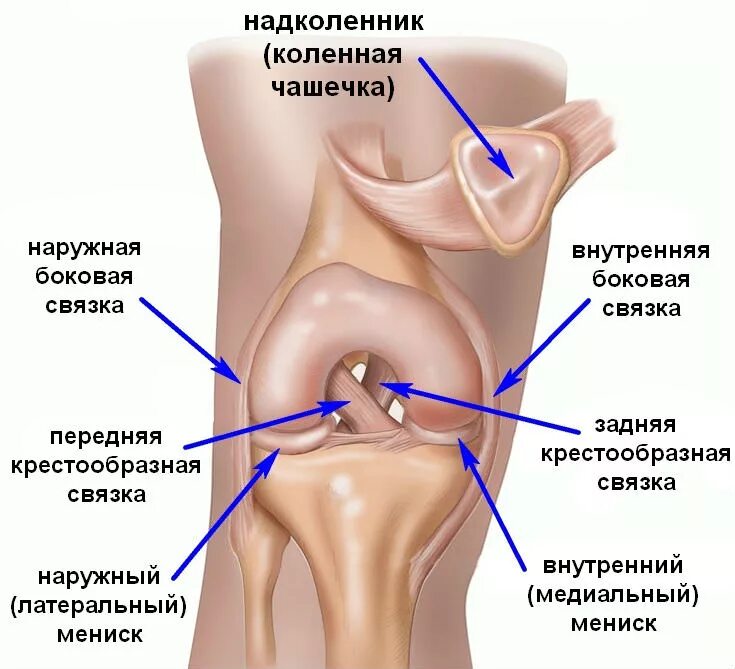 Внутренние мыщелки. Мениски коленного сустава анатомия. Мениски коленный сустав анатомия человека. Латеральная коллатеральная связка коленного сустава. Медиальная коллатеральная связка коленного сустава анатомия.