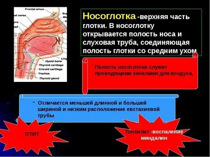 В носоглотку открываются отверстия