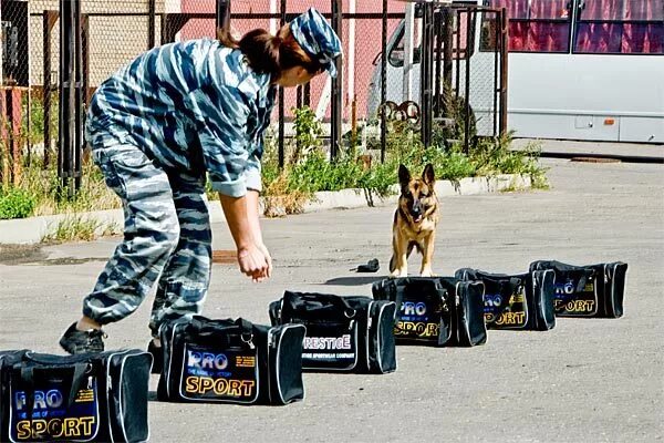 Служебно-розыскная собака. Поиск вв. Служебные овчарки малинуа. Собаки ищейки в аэропорту. Минно-розыскная служба собак.