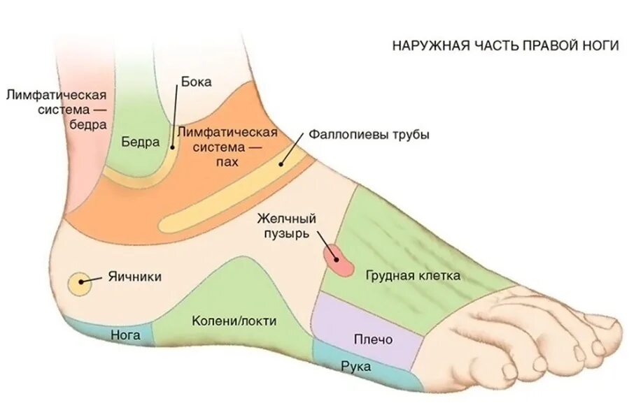 Как называется ступня ноги. Ступня болит сбоку с внешней стороны пятки. части ступы. название частей стопы. название частей ступни.