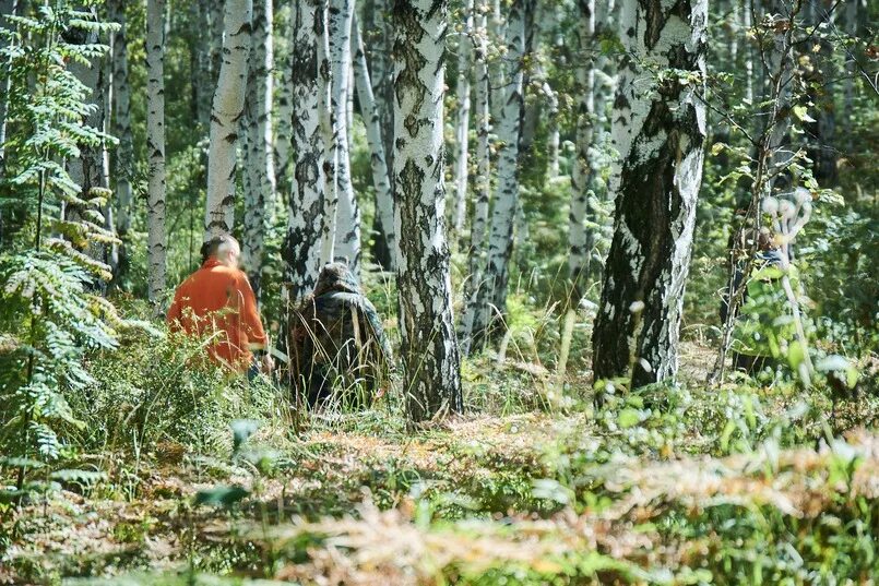 Как часто проверяются леса. Как часто проверяются леса. Как часто проверяются леса. Устройство подвесных лесов. Вырубка лесов.