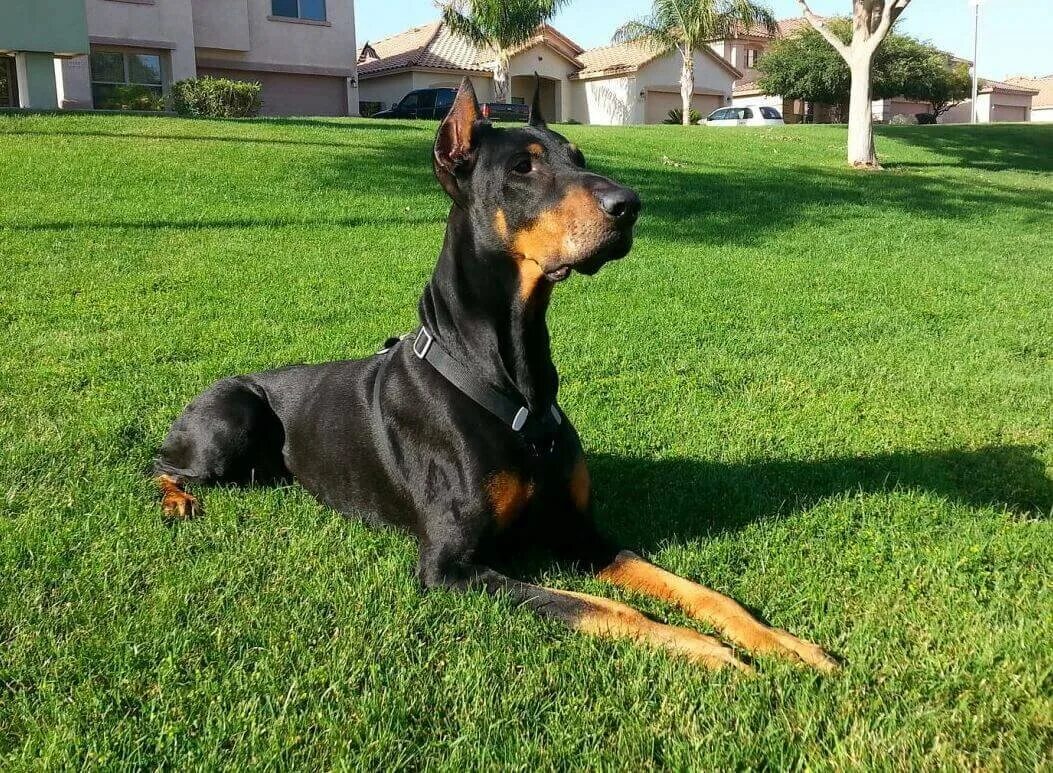 Доберман дома. Доберман опасный. Доберман дома. Доберман домашний. Домашняя собака доберман.