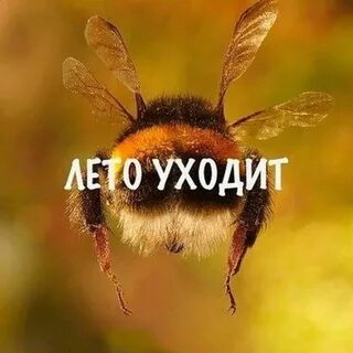 Сказало лето что вернется