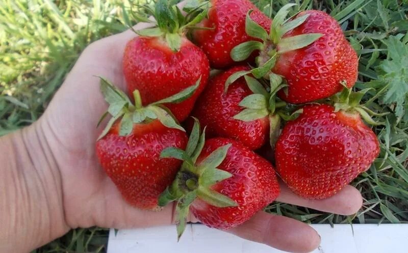Сорт земляники клери. Земляника садовая клери. сорт клубники клери.