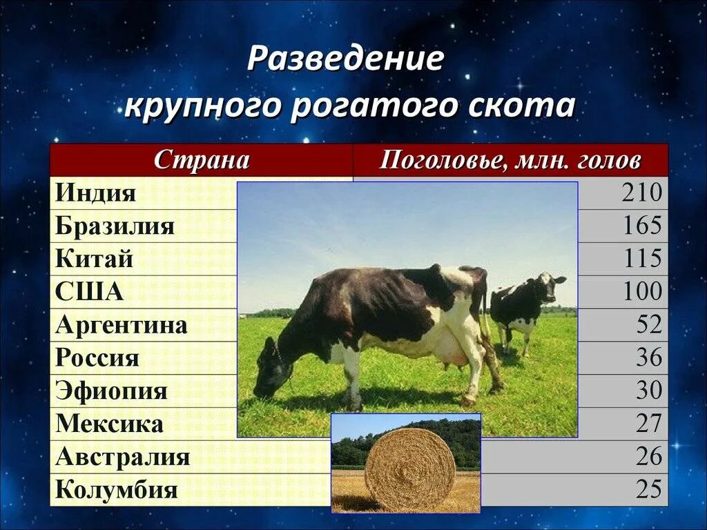 Страны по поголовью крупного рогатого. Разведение крупного рогатого скота. Сельское хозяйство разведение КРС. Особенности разведения крупного рогатого скота. Разведение крупного рогатого скота примеры.