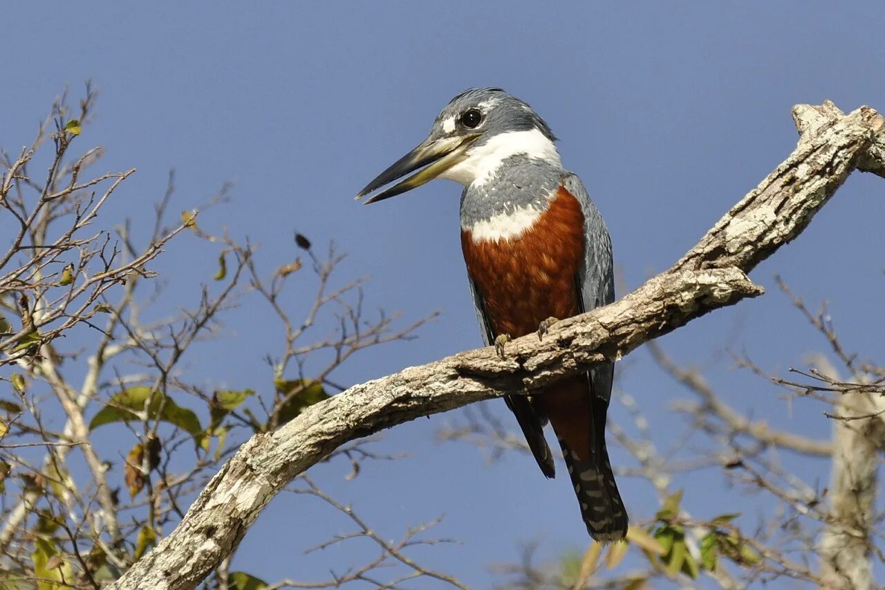 American birds. Птицы Южной Америки.