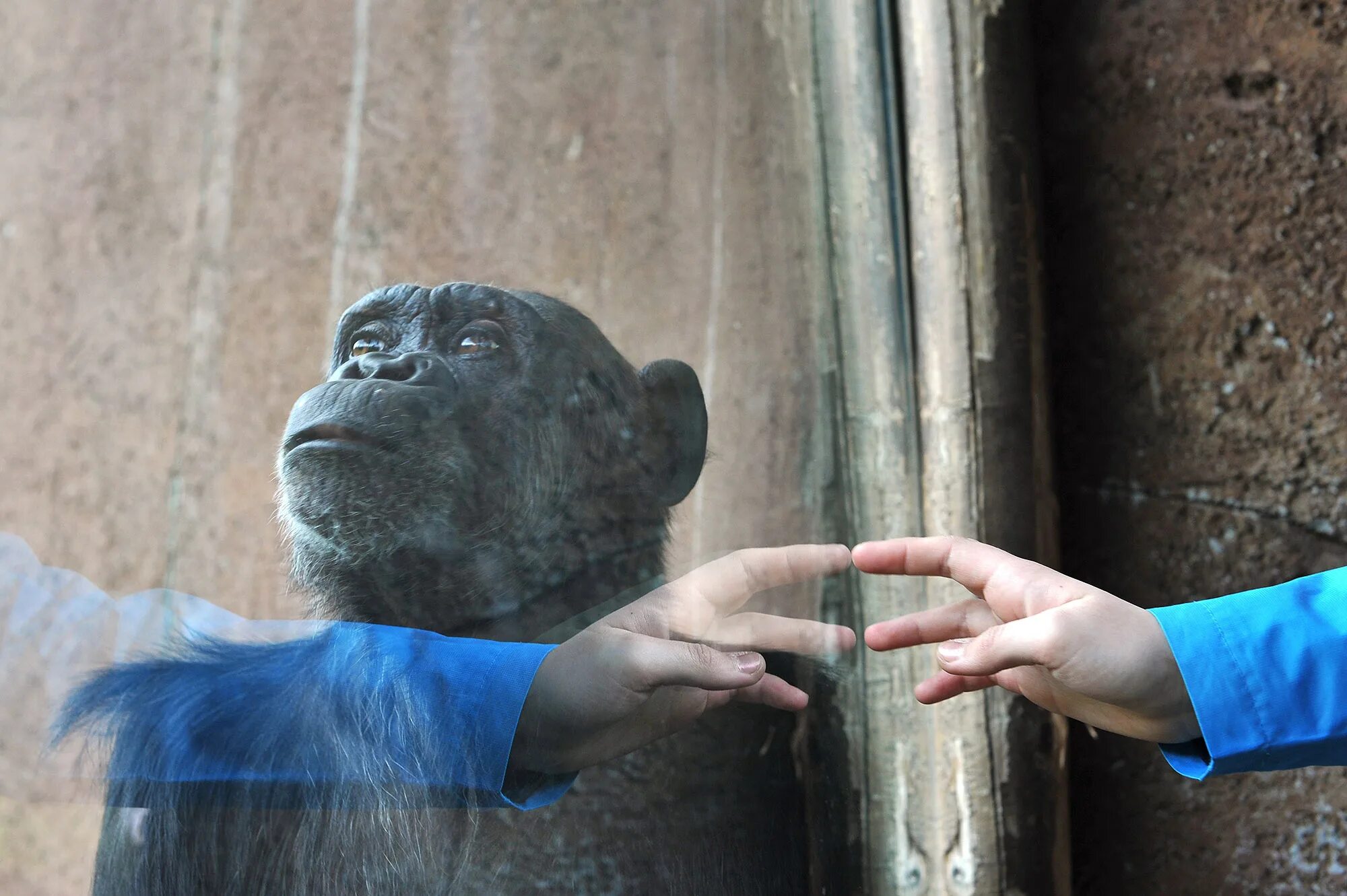 Ладонь обезьяны. Рука шимпанзе. Обезьянка на руках. Шимпанзе конечности