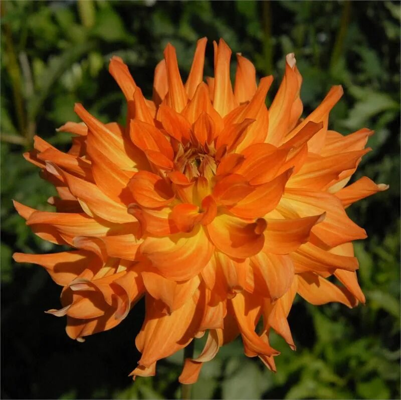 Георгин оранж пигми. Георгины orange pigmy. Георгин оранж пигми. Георгин оранж флейм. Георгин оранж пигми.