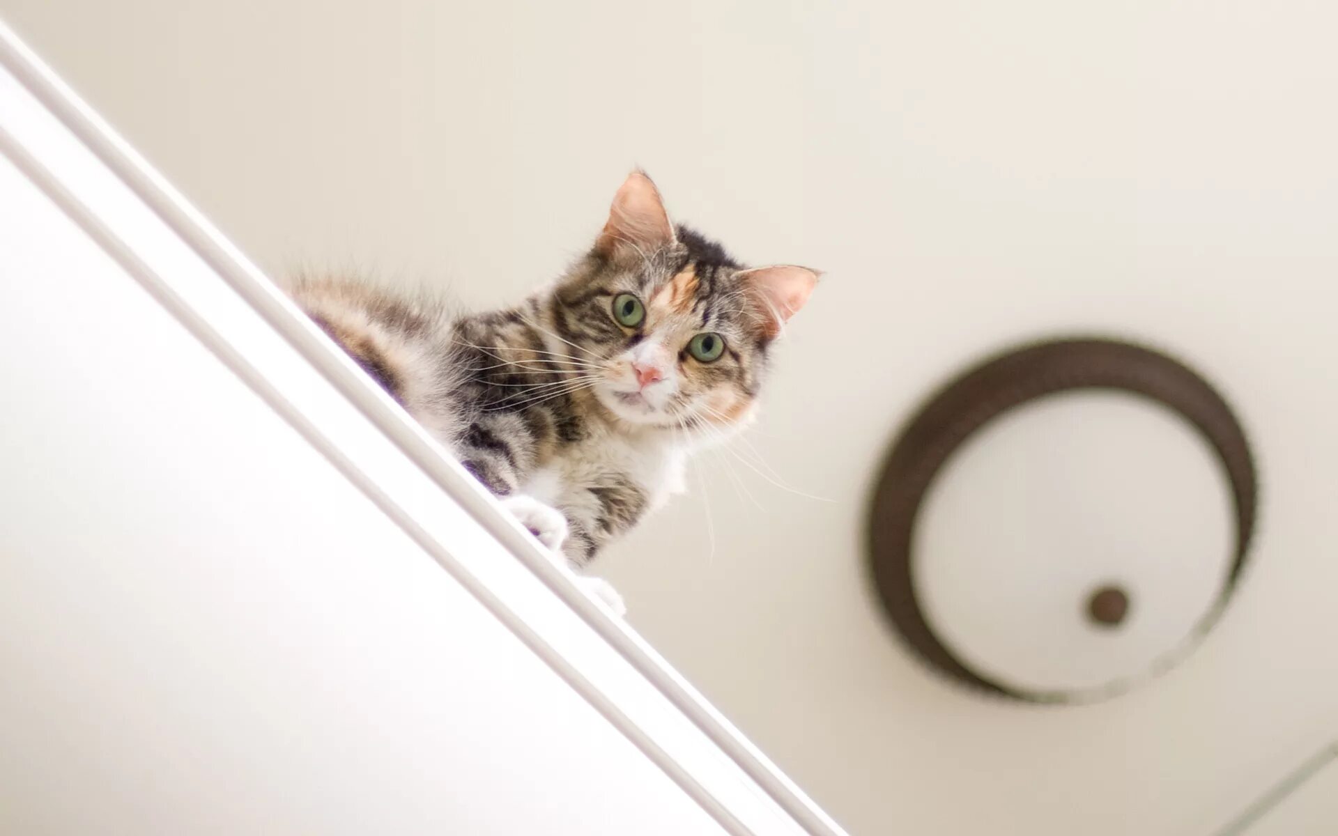 Кот смотрит вниз. Кошка в шкафу. кот залез в шкаф. кот выглядывает. кот заглядывает.