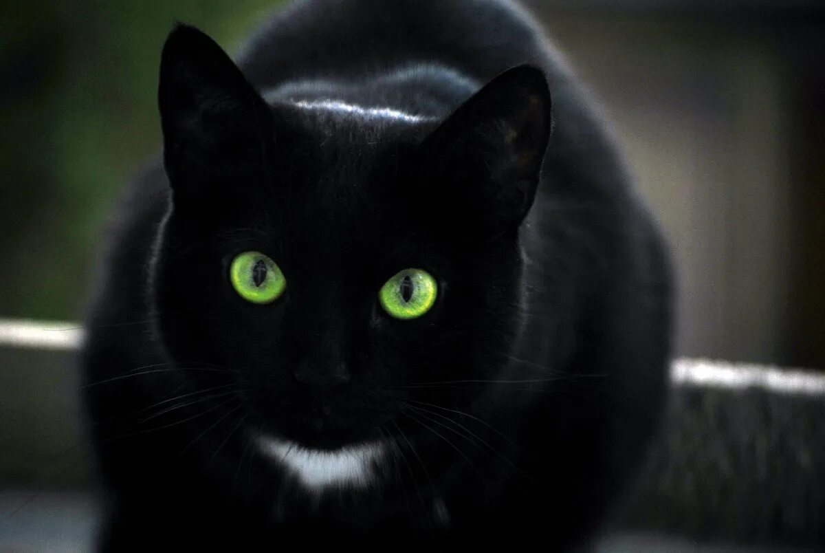 Бомбейская кошка черно белая. Бомбейская кошка с зелеными глазами. Кошка порода Бомбейская чёрная зеленые глаза. Черная Бомбейская кошка с зелеными глазами.