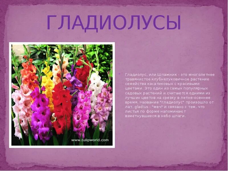 Гладиолус рассказ для 2 класса окружающий. Луковичные и клубнелуковичные растения презентация. формула цветка гладиолуса. описание соцветия гладиолуса. сообщение о гладиолусе 2 класс окружающий мир.
