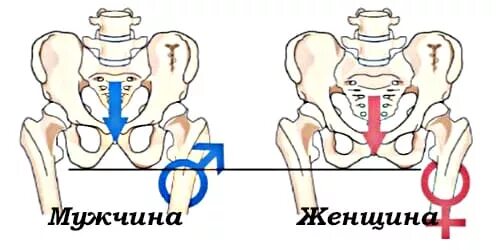 Кости таза мужчины. Различия мужского и женского таза. Тазовые кости мужчины и женщины различия. Различия таза у мужчин и женщин. Кости таза мужчины и женщины.