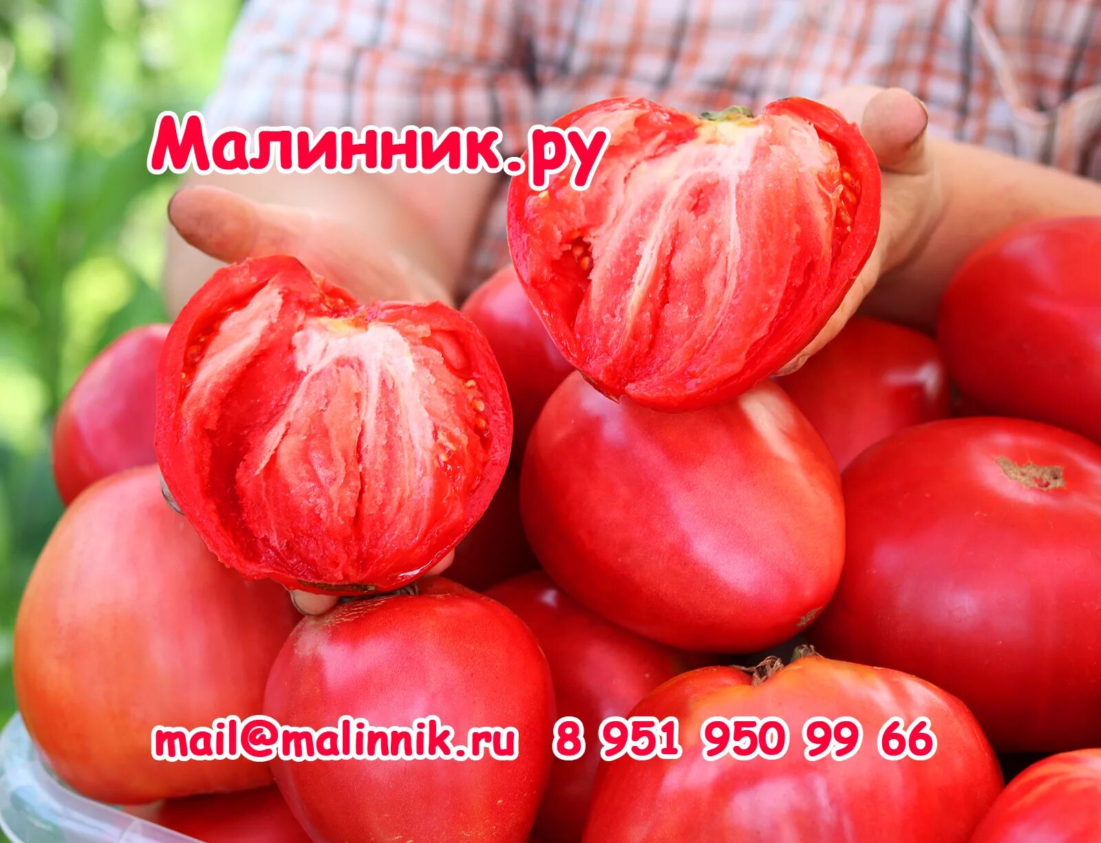 Картинки ТОМАТ АРКТИЧЕСКИЙ