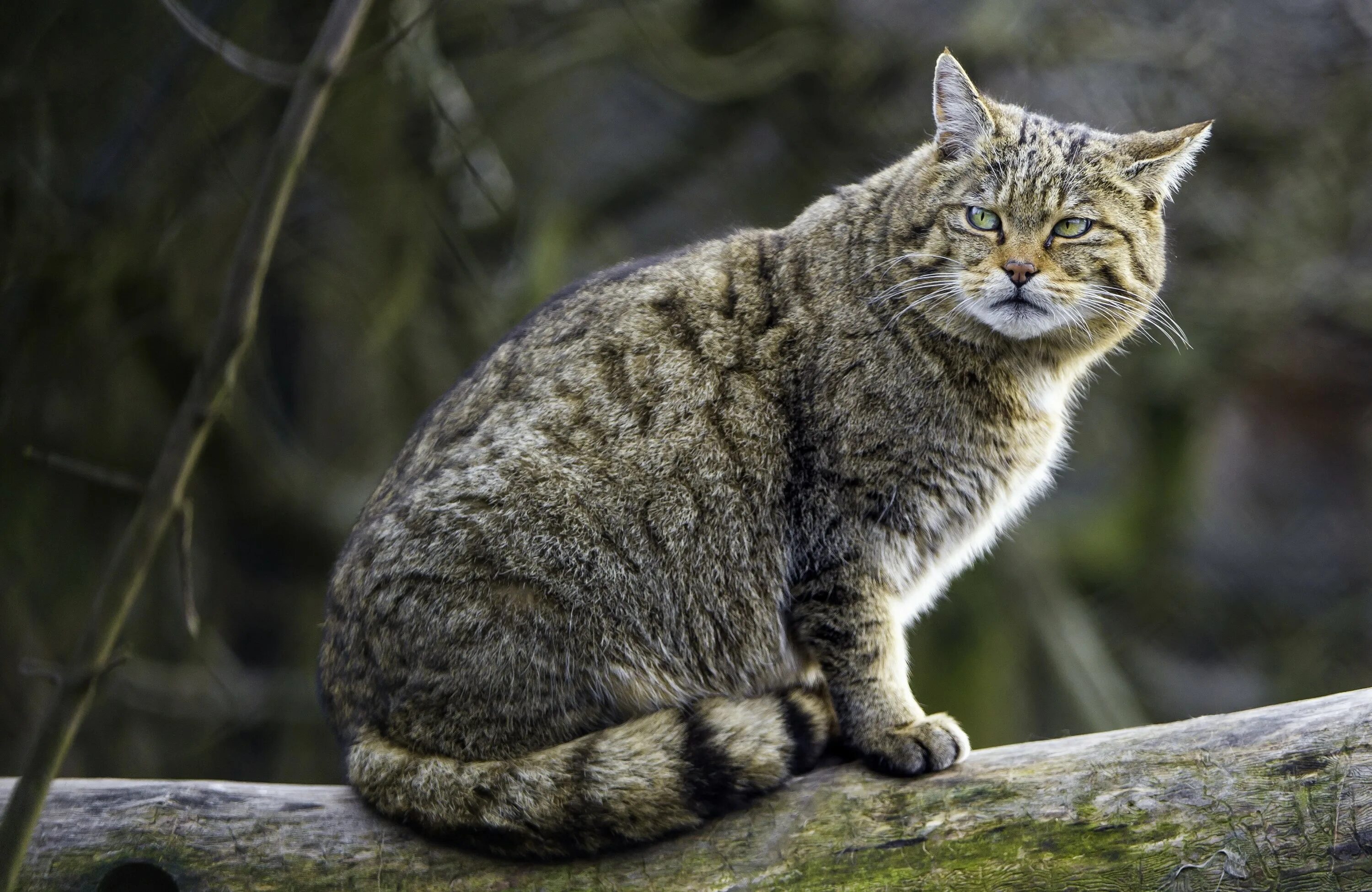 Шотландская Лесная кошка. Европейский Лесной кот камышовый. Шотландская Дикая Лесная кошка. Британский Лесной кот.