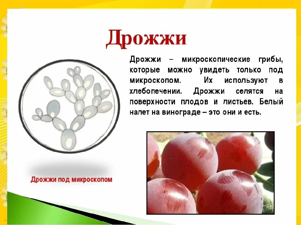 Каково значение дрожжей в жизни человека назовите. Дрожжи грибы. Презентация по теме дрожжи. Дрожжевые грибы описание. Ги РИБЫ дрожжи.