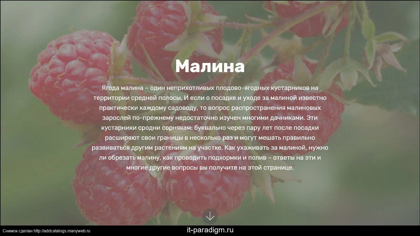 Хадис ягоды Малинка. Стихотворение словно паутинки ягодки малинки. Стишок лядка-Малинка. Ягодка малинка хабиба слова