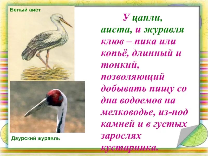 Чем отличается аист от цапли. Цапля и аист. цапля аист журавль. журавль аист цапля различия. строение клюва цапли.