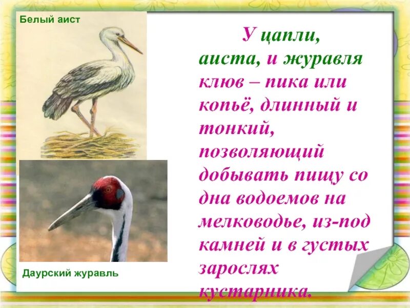 Цапля и Аист. Цапля Аист журавль. Журавль Аист цапля различия. Строение клюва Цапли. Аист цапля и журавль отличия