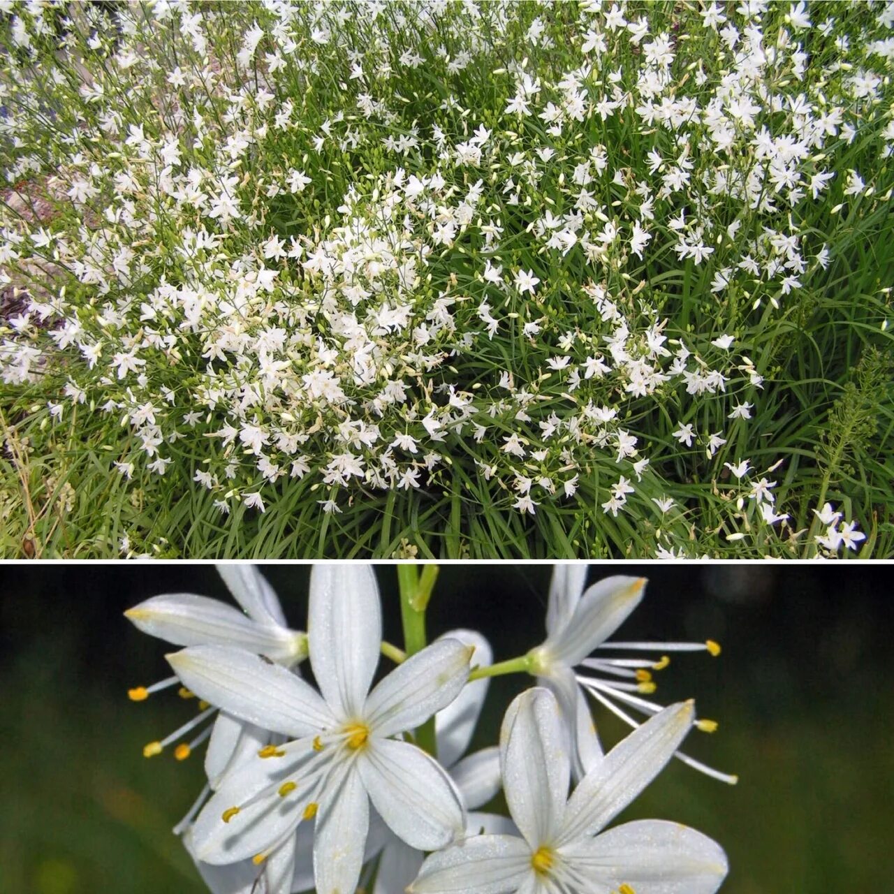 венечник ветвистый