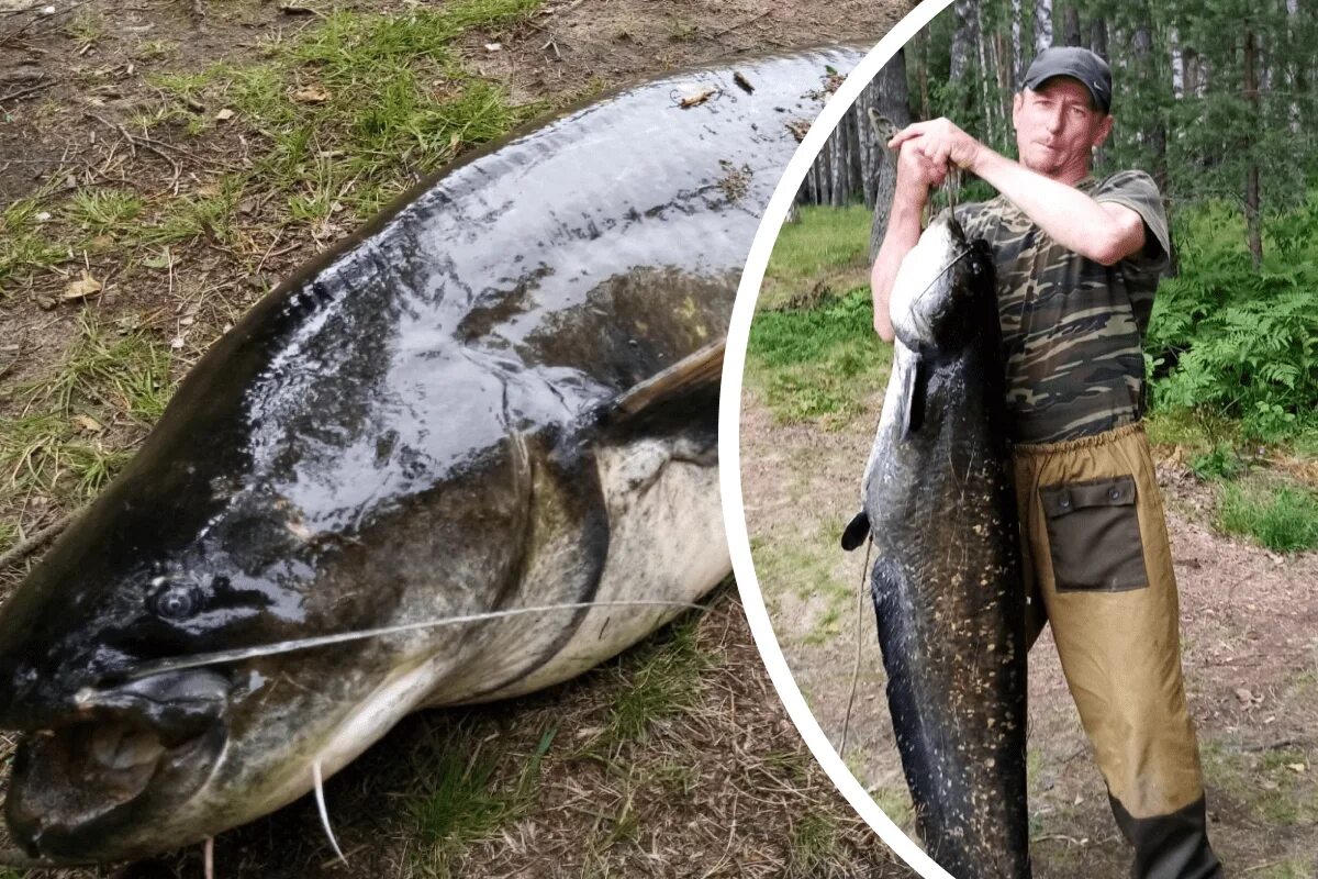 рыбинское водохранилище сом. рыбалка на большого сома. сом павловское водохранилище.