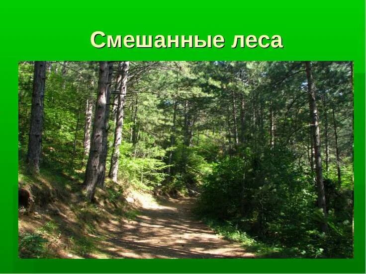 Что есть в смешанном лесу