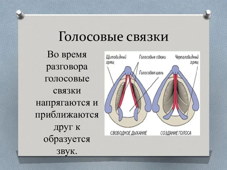 Строение голосовых связок. Голосовые связки образованы:. Голосовые связки птиц. Положение голосовых связок при разговоре