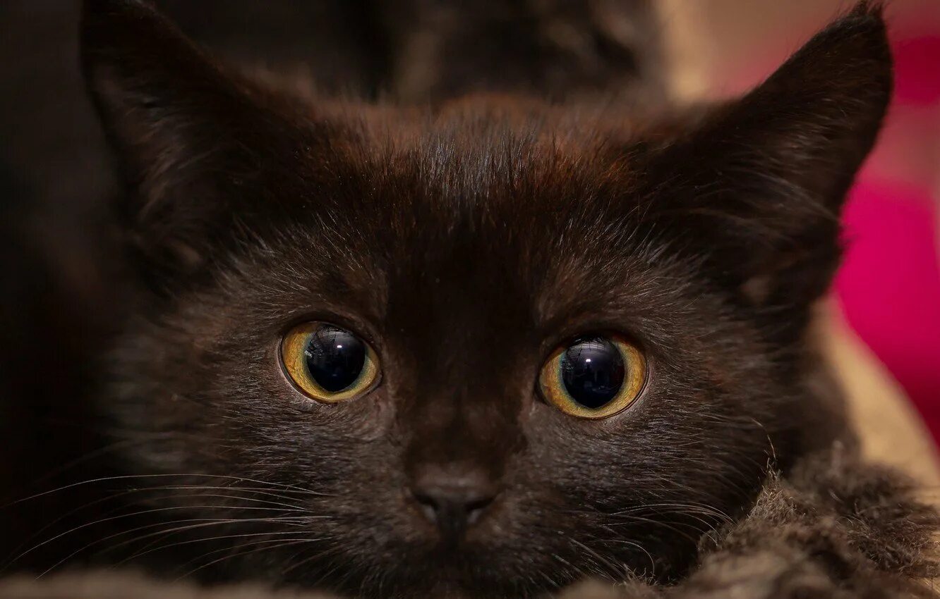 Коричневая кошка. Черный котенок с карими глазами. Черный кот с коричневыми глазами. Коричневый кот с карими глазами.
