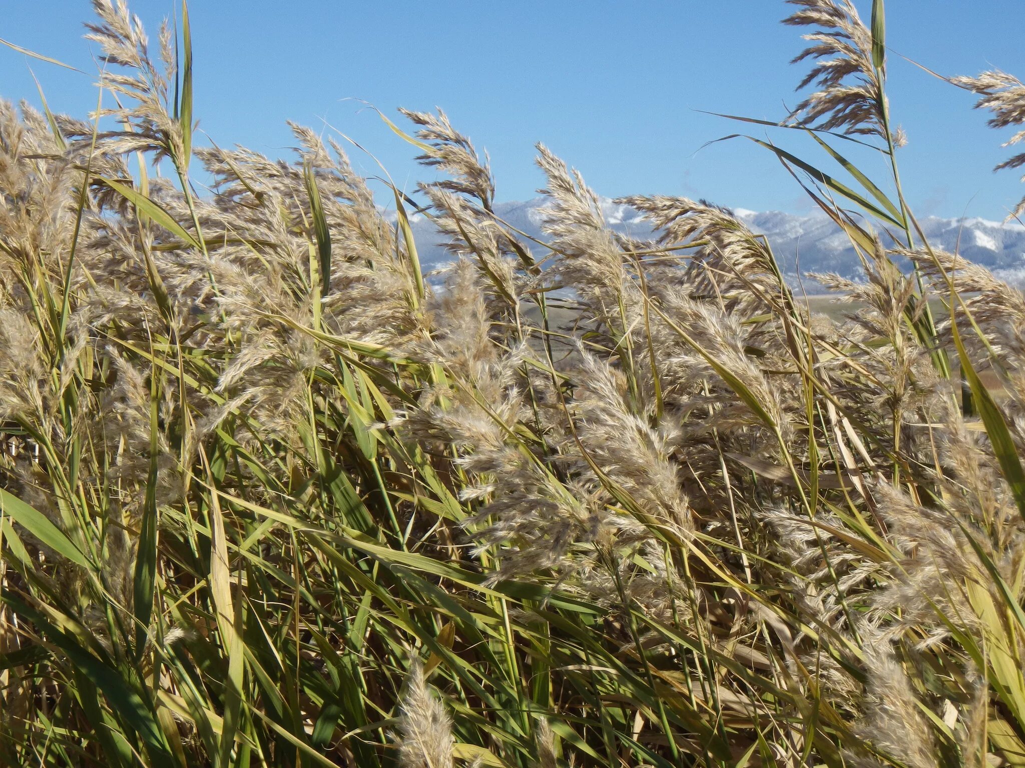 Тростник Южный phragmites Australis. Тростник обыкновенный (phragmites communis. Тростник Южный (phragmítes Austrális). Тростник обыкновенный phragmites Australis. Тростник южный