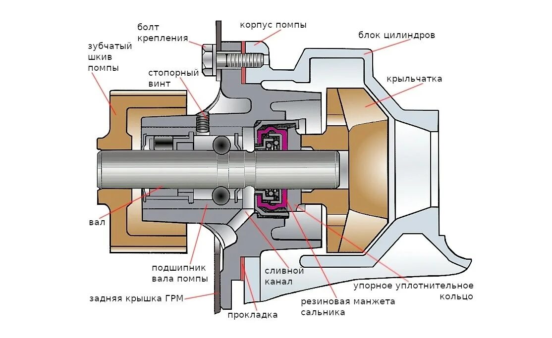 Устройство водяного насоса ДВС. Водяной насос системы охлаждения двигателя конструкция. Помпа ВАЗ 2108 В разрезе. Водяной насос системы охлаждения двигателя схема. Помпа водяная авто