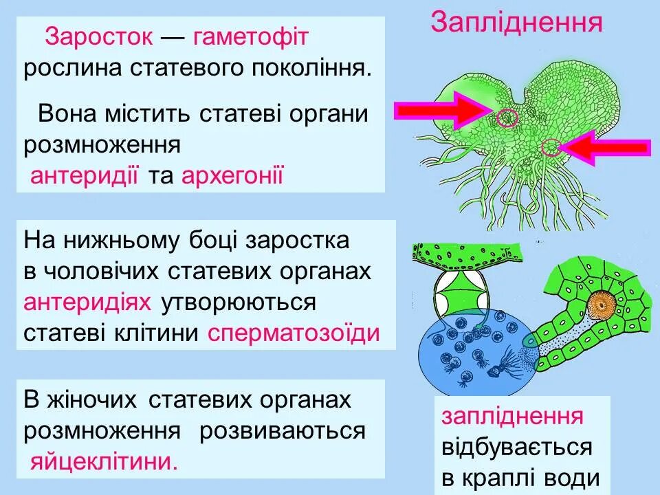 Формы наследственности. Характеристика разнообразия признака. Характеристика разнообразия признака. Характеристика разнообразия признака. Характеристика разнообразия признака.