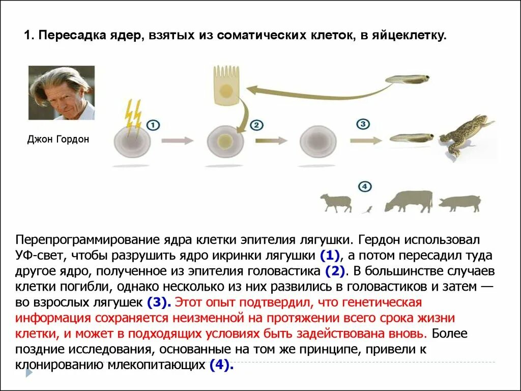 Гердон клонирование лягушки. Метод пересадки ядер клонирование. Пересадка ядер соматических клеток в яйцеклетку. Опыт Гердона. Пересадка ядер клеток эмбрионов
