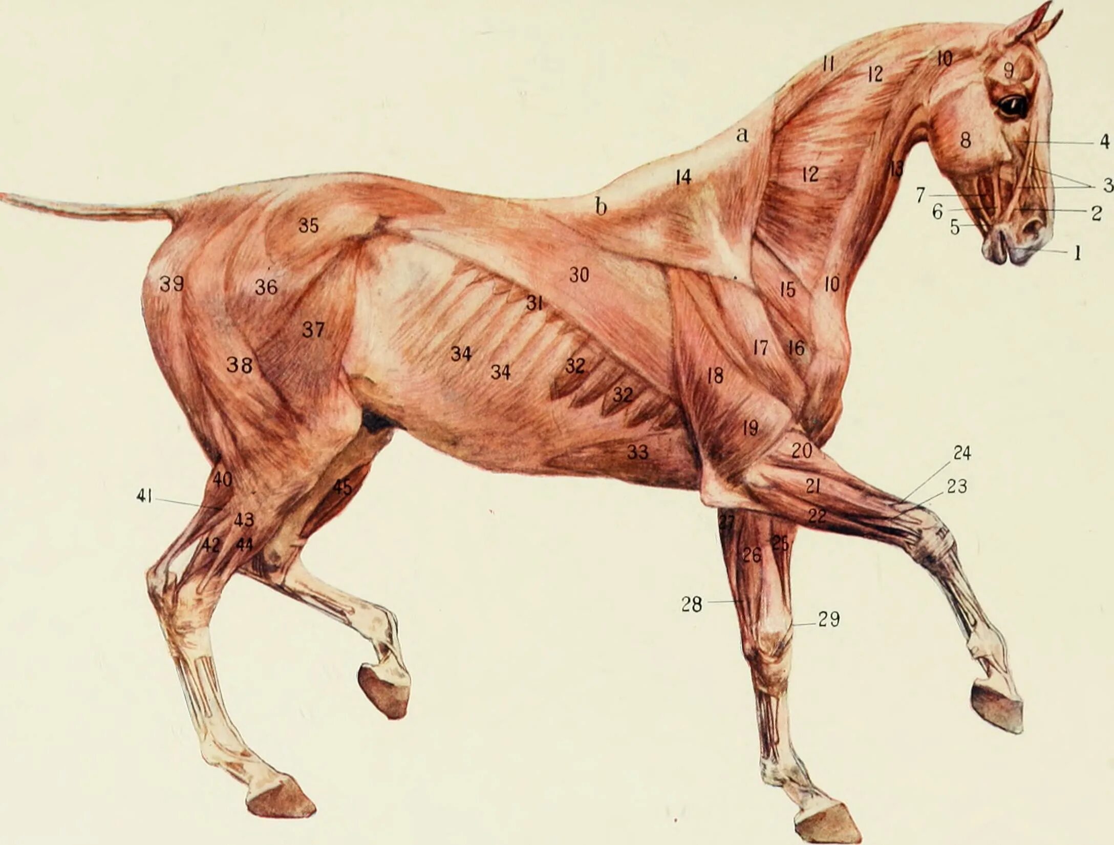 Сухожилие животных. Мышцы лошади анатомия. Мускулатура лошади анатомия. Мышцы спины лошади анатомия. Мышечный скелет лошади.