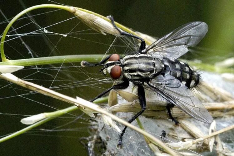 Sarcophaga carnaria. Sarcophagidae Муха. Sarcophaga carnaria – серая мясная. Серая Муха. Зеленая мясная муха тип развития