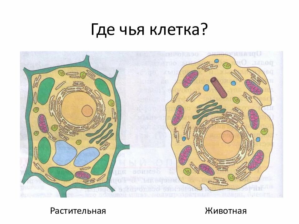 Растительные клетки зарисовать. Строение животной и растительной клетки 5 класс БИОЛОГИЯЭ. Строение растительной и животной клетки 5 класс без подписей. Строение живой и растительной клетки. Строение растительной и животной клетки 9 класс биология.