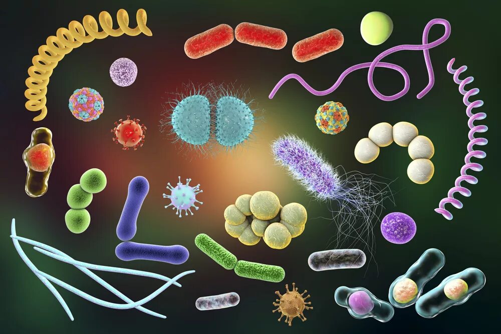 Заболевания передающиеся микроорганизмами. Бактериальные возбудители ИППП. ИППП возбудитель бактерия. Возбудители бактериальных инфекций бациллы. Возбудителей ИППП – вирусы и бактерии.