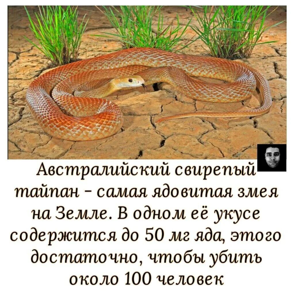 Змеи относятся к виду. Австралийский Тайпан змея. Змея Тайпан самая ядовитая змея в мире. Тайпаны ядовитые змеи.