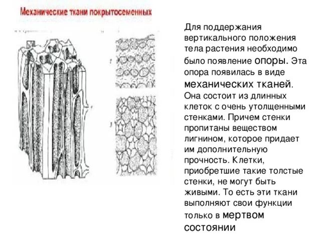 Механических тканей их строение. Механическая ткань. Скелет растений механическая ткань. Механическая ткань растений функции.